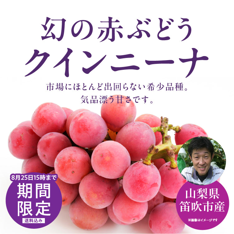 │産地直送│【送料込】山梨県産 クインニーナ 約1.2kg 2~3房 化粧箱 ギフト
