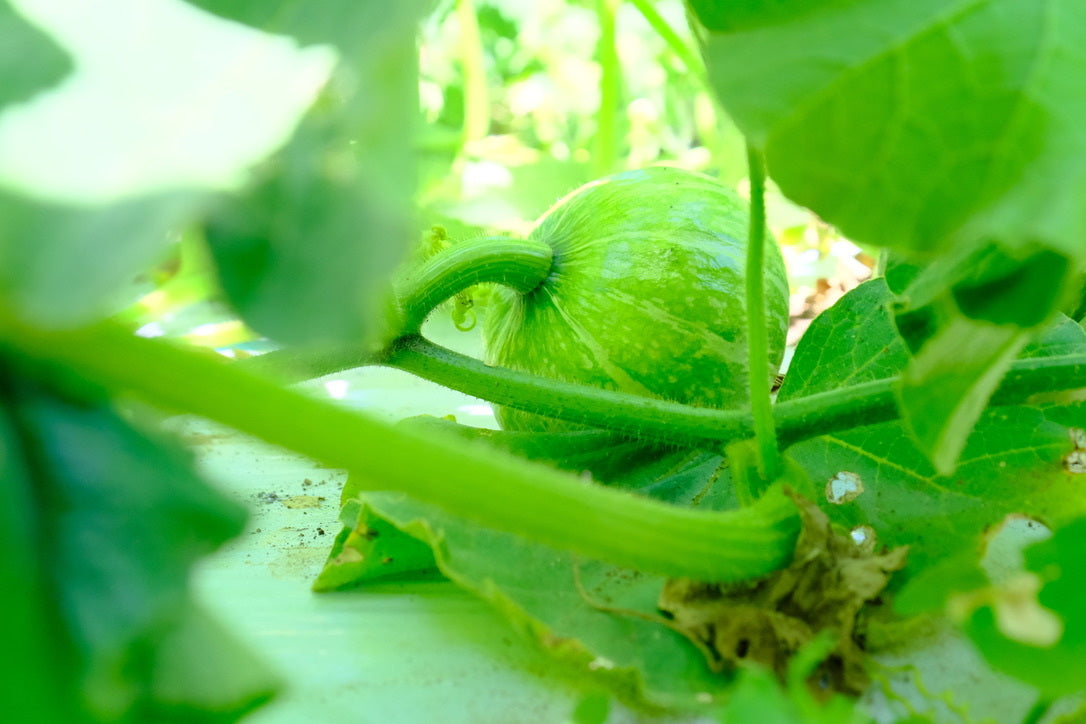 │産地直送│【送料込】山梨県産 季節の野菜7品セット【農薬・化学肥料不使用】