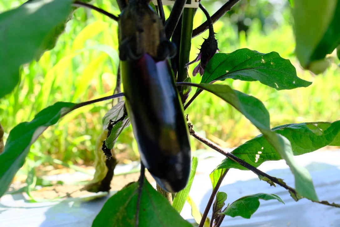 │産地直送│【送料込】山梨県産 季節の野菜7品セット【農薬・化学肥料不使用】